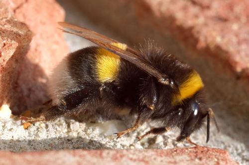 Bombus sp.